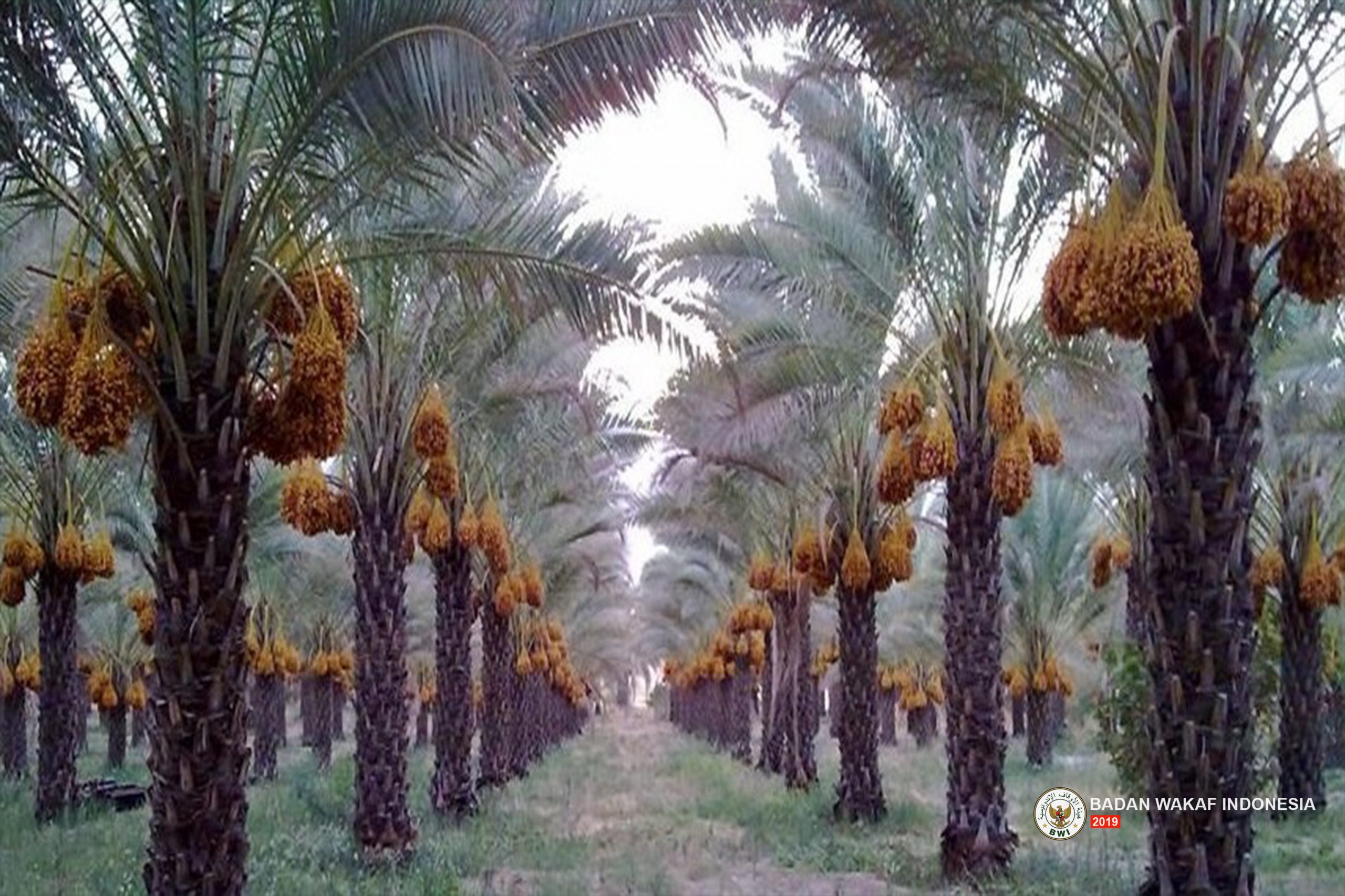 kisah-teladan-wakaf-abu-thalhah